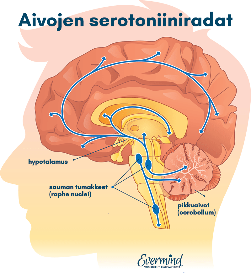 serotoniiniradat aivoissa
